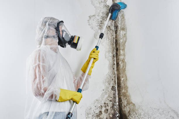 Best Mold Removal Specialists  in Newport, SC