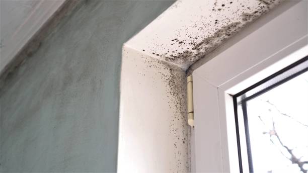 Crawl Space Mold Removal in Newport, SC