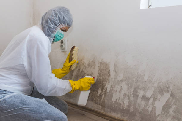 Best Black Mold Removal  in Newport, SC