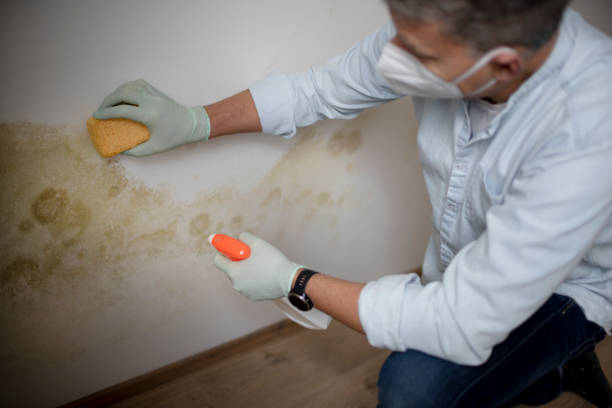 Best Certified Mold Removal  in Newport, SC